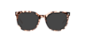 Merlyn Havana Cream Brown AcetateEyeglass Frames for Glasses Direct, with Tinted Lenses
